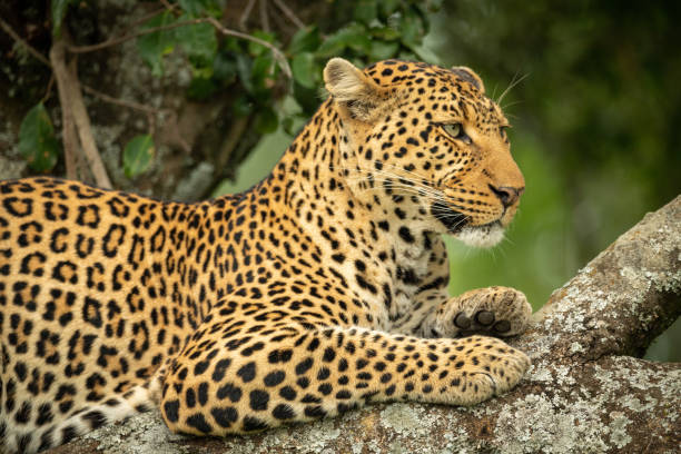 istock Close-up of leopard facing right in tree 1166558746