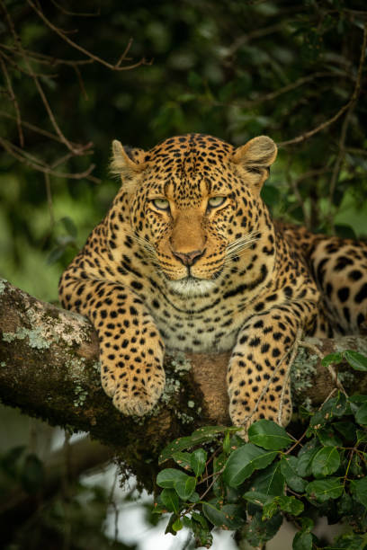 istock Close-up of leopard lying hunched on branch 1166558747