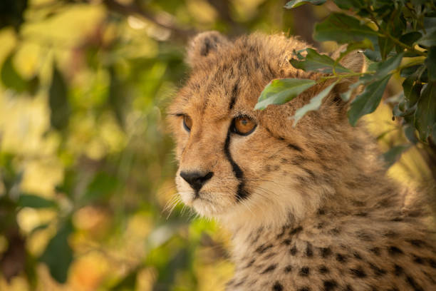 istock Close-up of cheetah cub sitting under leaves 1166558805