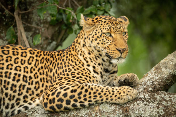 istock Close-up of leopard resting on lichen-covered branch 1166558808