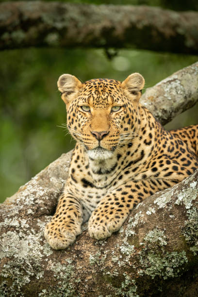 istock Close-up of leopard lying in lichen-covered branches 1166558810