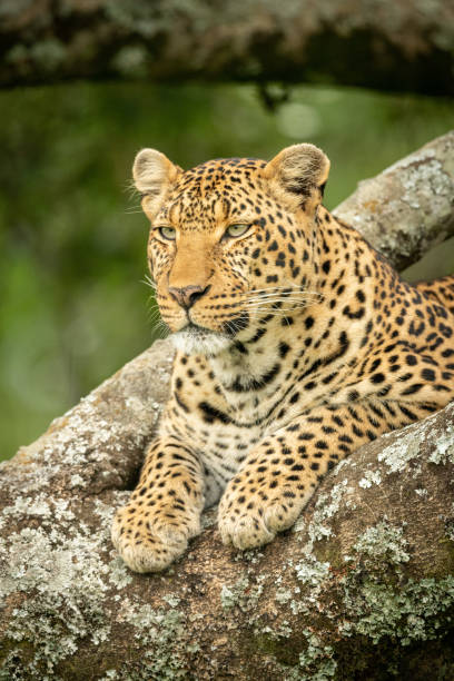 istock Close-up of leopard lying in lichen-covered tree 1166558832