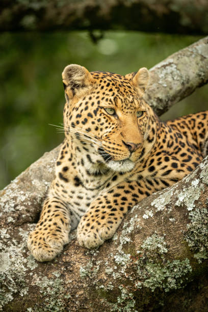istock Close-up of leopard staring right in tree 1166558850