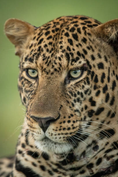istock Close-up of male leopard face turned left 1166558852