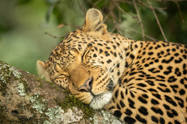 istock Close-up of leopard sleeping on lichen-covered branch 1166558863