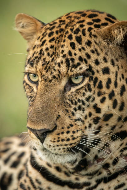 istock Close-up of male leopard head angled down 1166558901