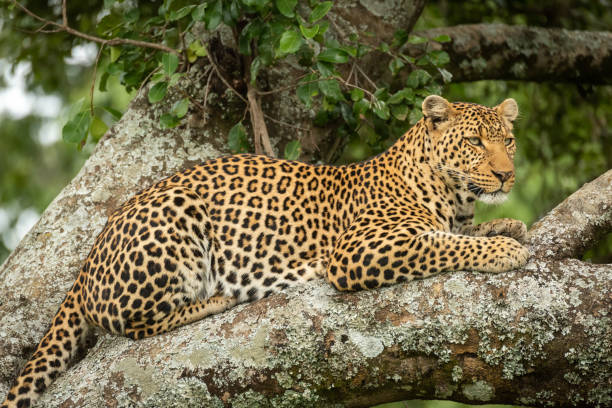 istock Close-up of leopard resting on lichen-covered branches 1166558902