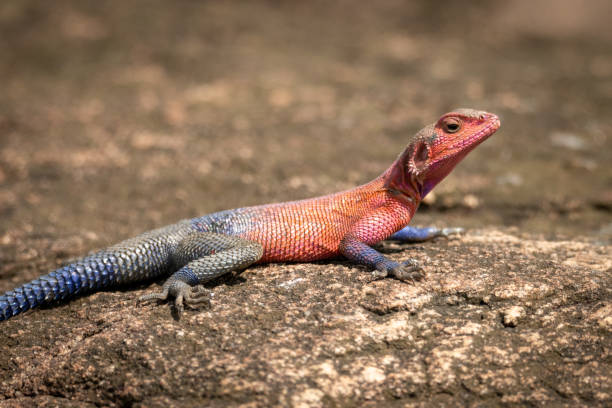 istock Close-up of Spider-Man agama lying on rock 1166558912
