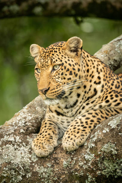 istock Close-up of leopard lying on lichen-covered branch 1166558988