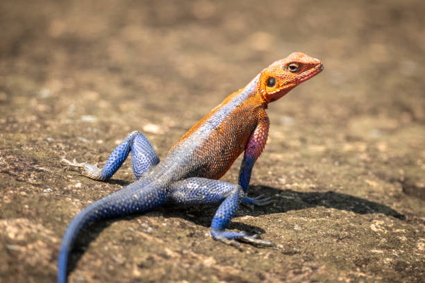 istock Close-up of male Spider-Man agama on rock 1166559010