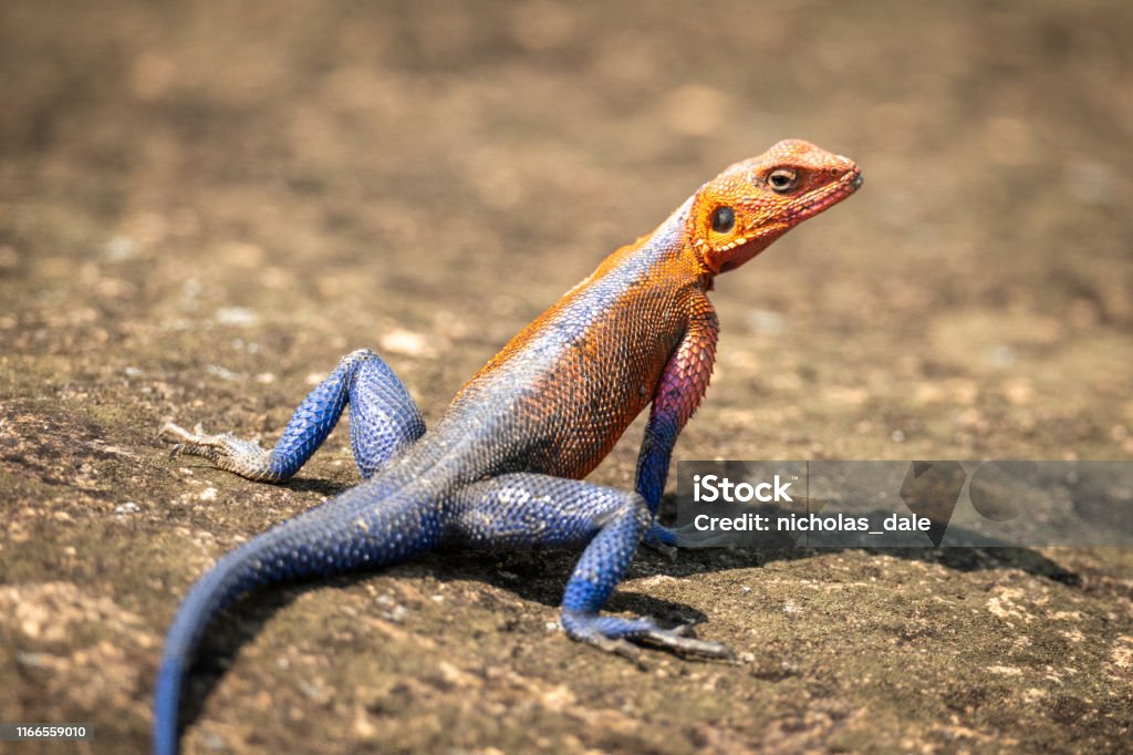 Closeup Of Male Spiderman Agama On Rock Stock Photo - Download Image Now -  Africa, Agama, Animal - iStock