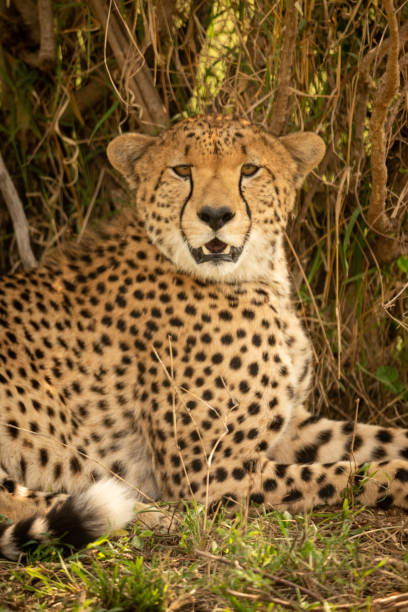 istock Close-up of male cheetah lying under bush 1166559016