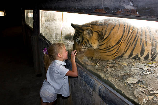 istock Tiger and little girl 116655945