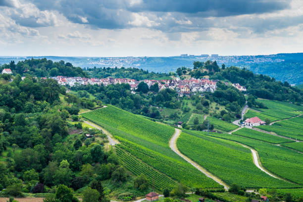 istock Germany, View above endless green vineyard nature landscape and trees surrounding stuttgart city district rotenberg on a hill in summer 1166560024