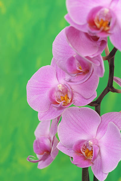 istock Pink Orchid On Green Painted Background 116656031