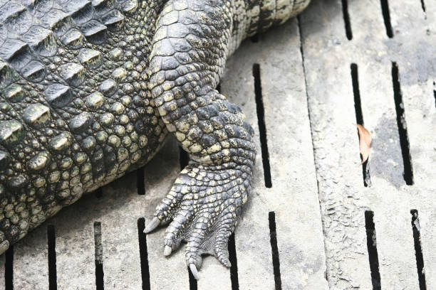 istock Big crocodile foot on the farm , Thailand 1166563771
