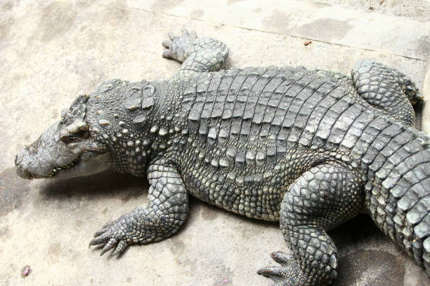 istock Big crocodile on the farm , Thailand 1166564871