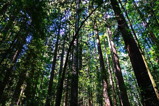 canon - камеры и подключение - lumber industry timber tree redwood стоковые фото и изображения