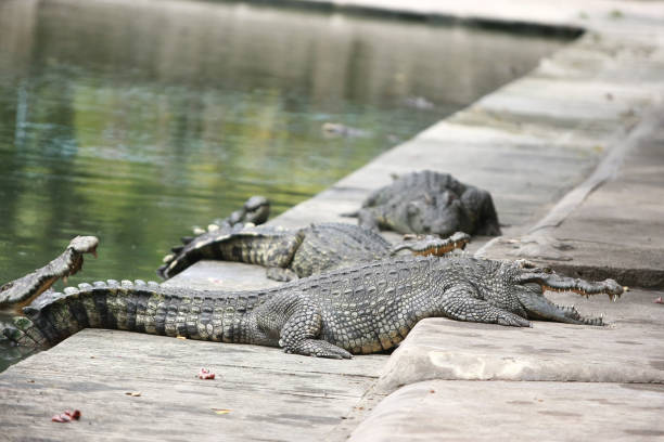 istock Big crocodile on the farm , Thailand 1166565021