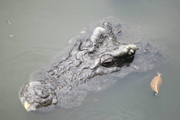 istock Big crocodile on the farm , Thailand 1166565591
