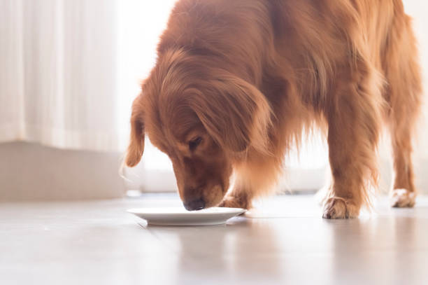 istock Golden Retriever is eating food 1166565872