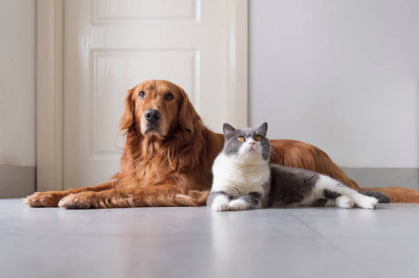 istock British shorthair and golden retriever friendly 1166565901