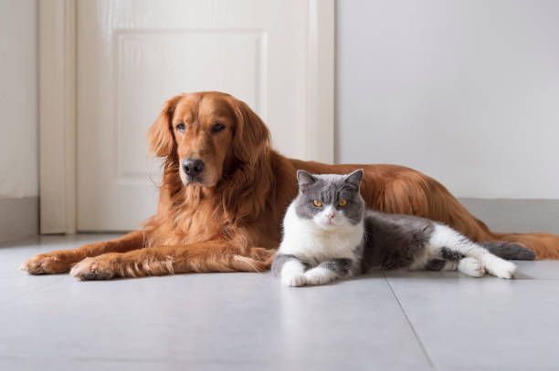 istock British shorthair and golden retriever friendly 1166565903
