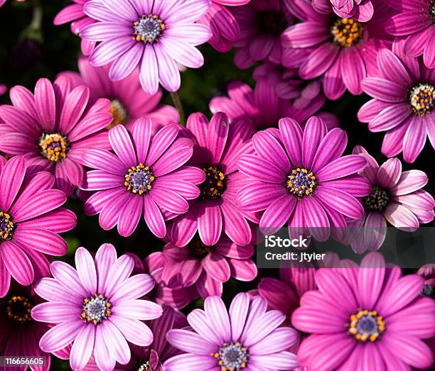 Pink Daisies Stock Photo - Download Image Now - Close-up, Color Image, Daisy