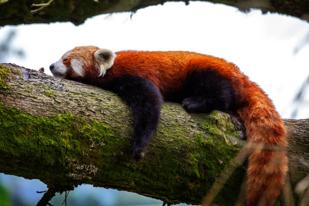 Adorable Red Panda asleep, lying on a tree branch.