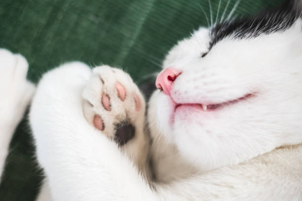 Selective focus, closeup of a sleeping black and white cat