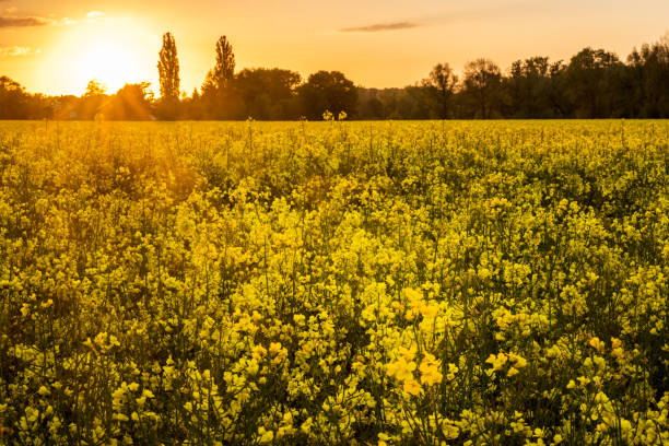 Oilseed rape field in bloom at sunset. Taken in North Rhine Westphalia, Germany, Europe.