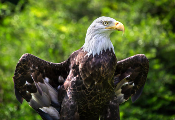 istock Majestic American Bald Eagle opening its wings 1166566347