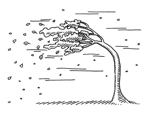 Storm Bent Tree Drawing Hand-drawn vector drawing of a Bent Tree, because of a heavy Storm. Black-and-White sketch on a transparent background (.eps-file). Included files are EPS (v10) and Hi-Res JPG. gale illustrations stock illustrations