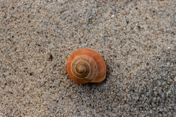 istock Amber colored snail house 1166567027