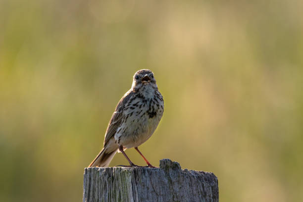 Field lark frontal Skylark on a wooden post background blurred alauda stock pictures, royalty-free photos & images