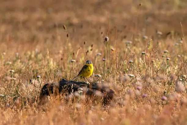 Wagtail stands on a piece of wood