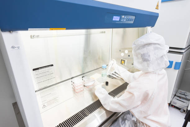 A scientist in sterile coverall gown pipetting medium or reagents for cell culture experiment in biological safety cabinet. Doing biological research in clean environmental. Cleanroom facility stock photo
