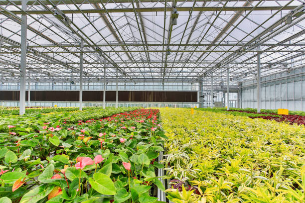 istock Greenhouse flower planting 1166567640