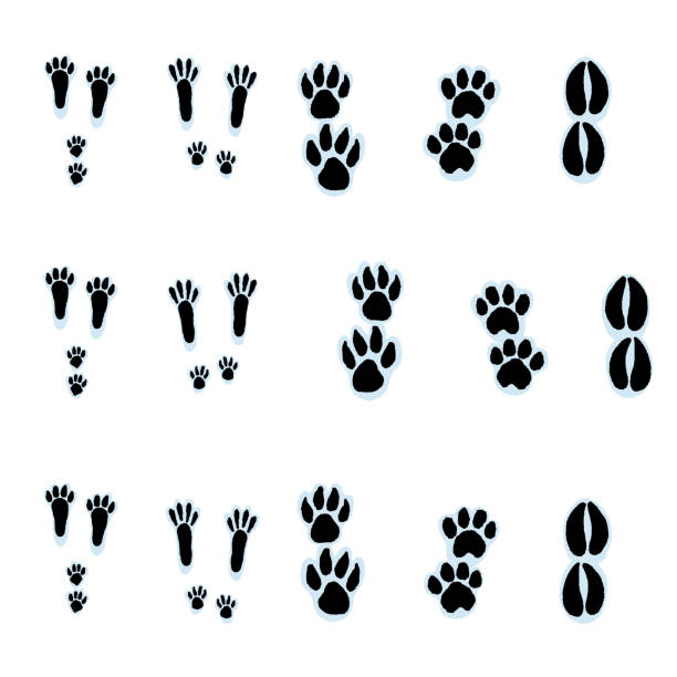 снежная гора-след - raccoon dog stock illustrations