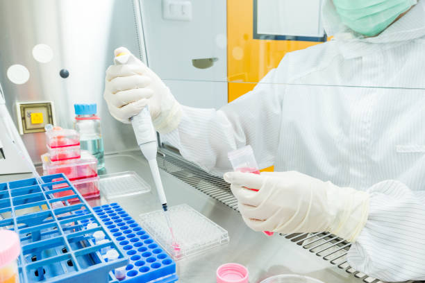A scientist  doing cell culture experiment in cleanroom facility. stock photo