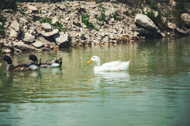 ducks in the water color ducks in the water under sky 2273 stock pictures, royalty-free photos & images