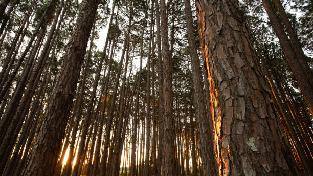 istock pine trees park Australia Gold Coast sunset 1166568533