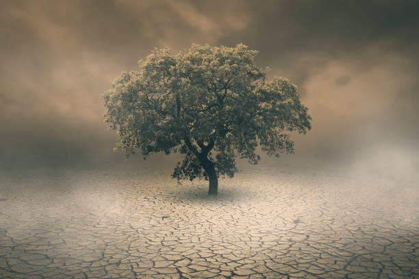 environment concept, climate change single tree on the dry land with smoke and fog stock photo