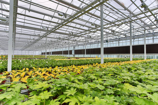istock Greenhouse flower planting 1166568648