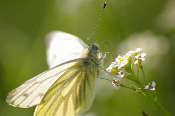 istock the green veined white 1166568927