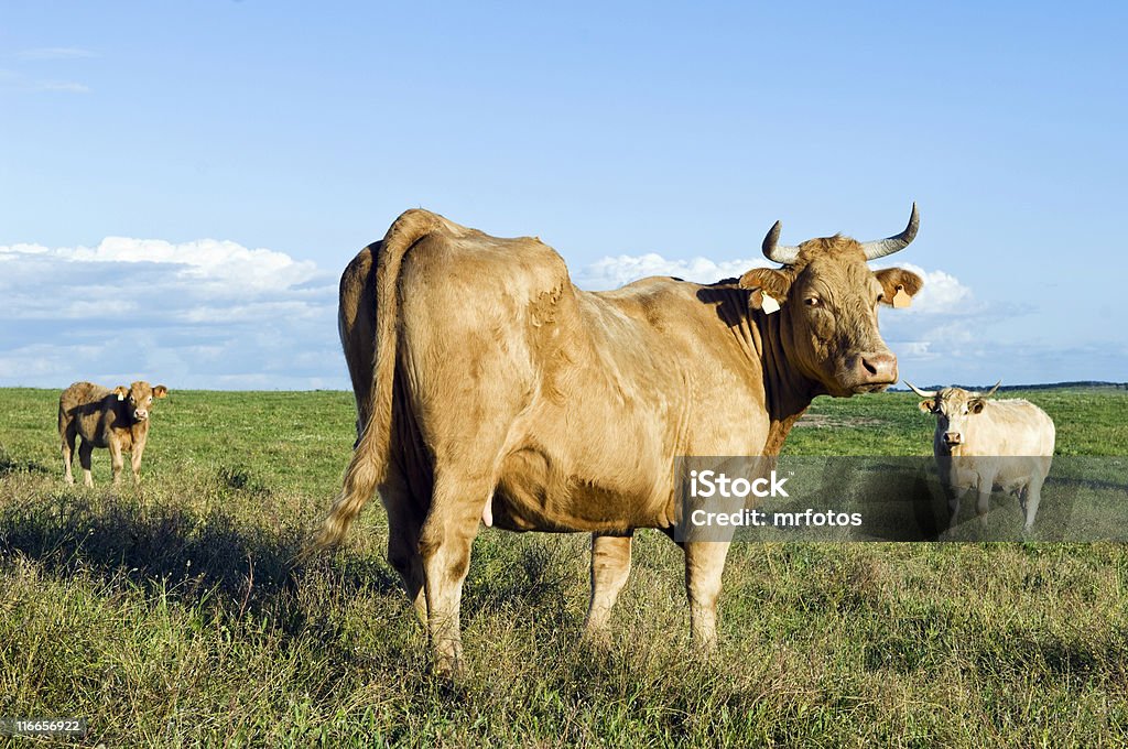 Mirando Fijamente vaca - Foto de stock de Agricultura libre de derechos