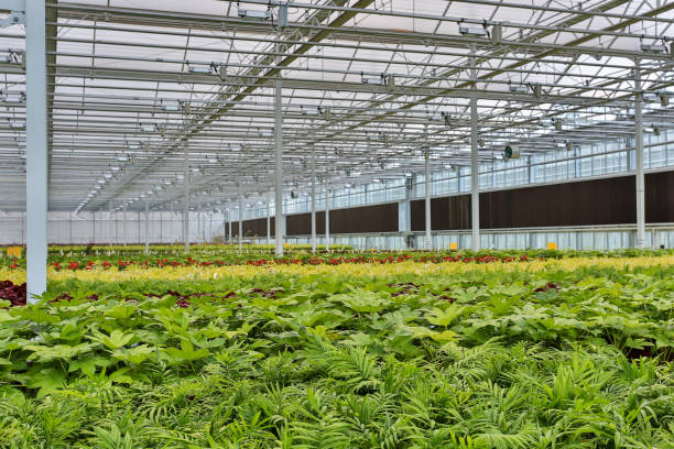 istock Greenhouse flower planting 1166569458