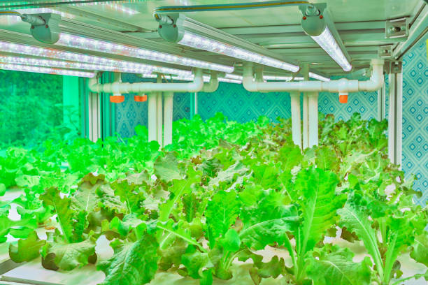 istock Modern agricultural greenhouse greenhouse construction indoor environment 1166569817