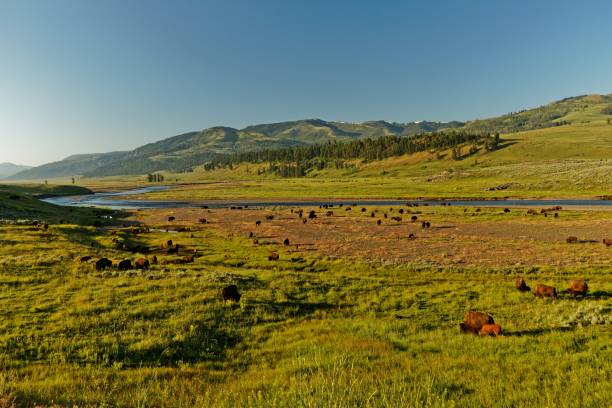 istock view into Lamar Valley with buffalos in the Yellowstone National Park 1166569850