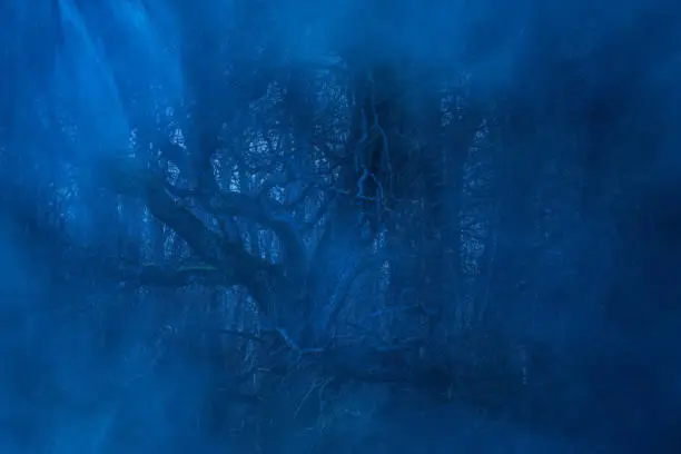 Photo of big old tree in a night forest covered with blue fog